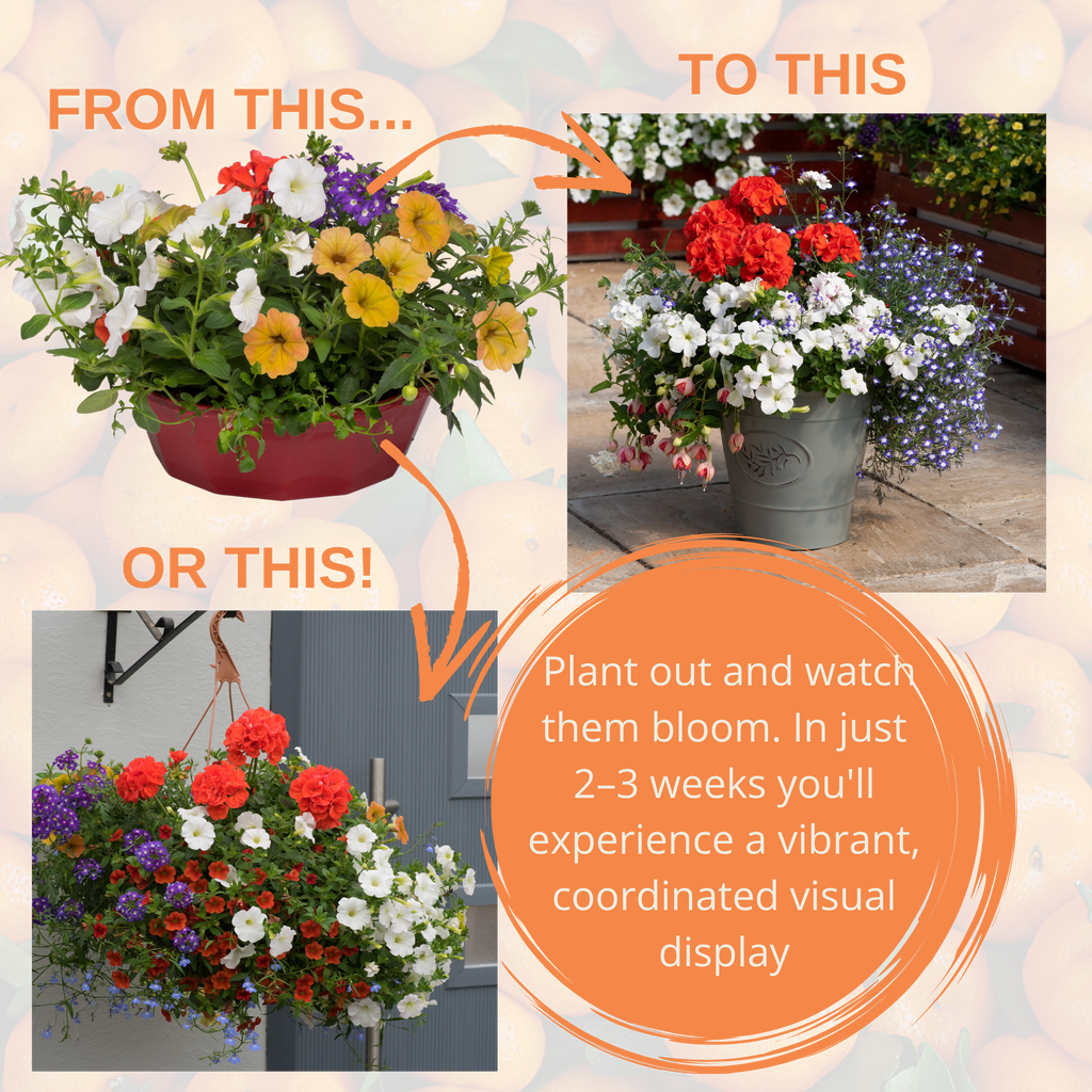 Tangerine Twist Speedplanter — Pre-Planted Mixed Annual Display, 7-Plant Set