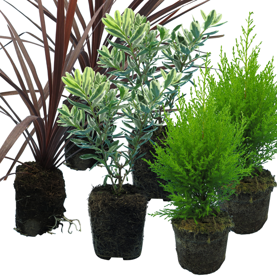 Container Middles Mix — Curated 3-Plant Set (Cupressus 'Wilma', Cordyline 'Red Star', Hebe 'Variegata'), 13cm Pots
