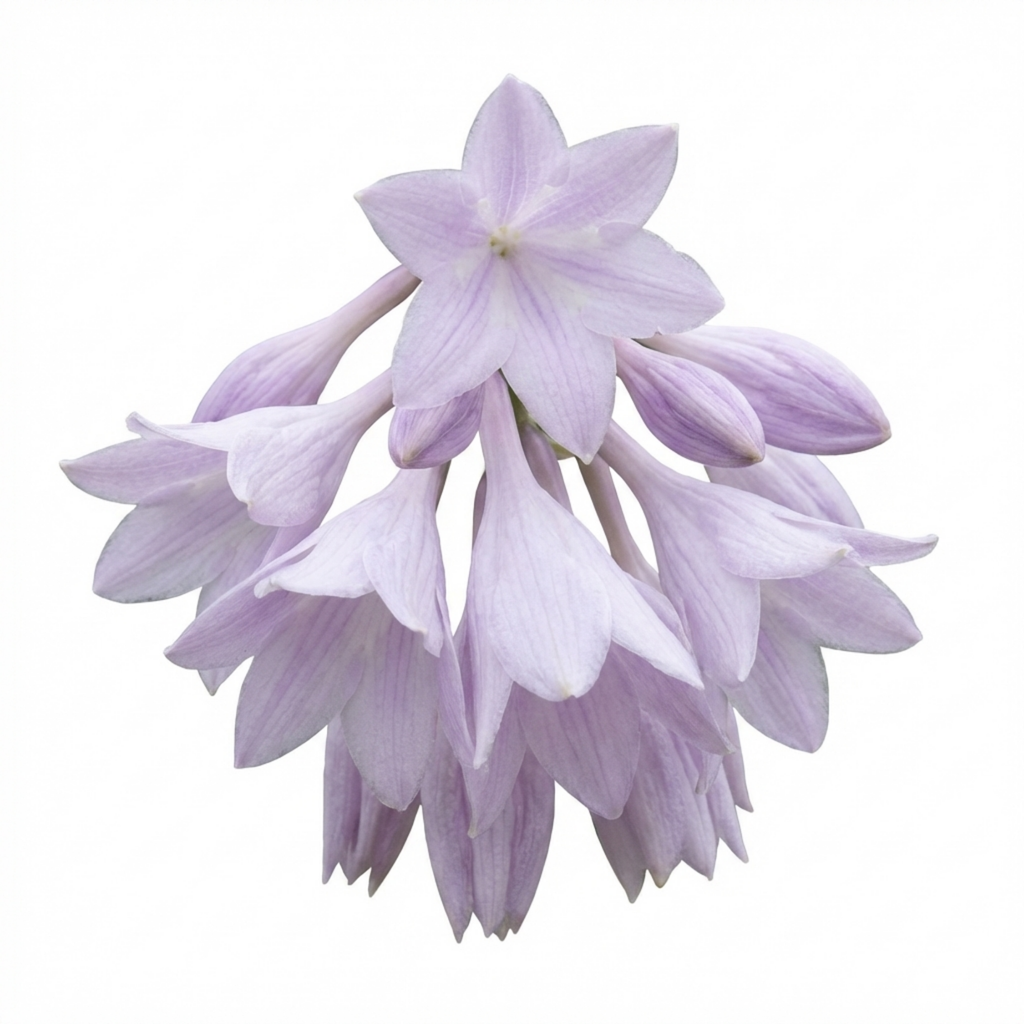 Hosta 'Atlantis' — Plantain Lily, Hardy Perennial, 1L Pot (Set of 3 or 6)