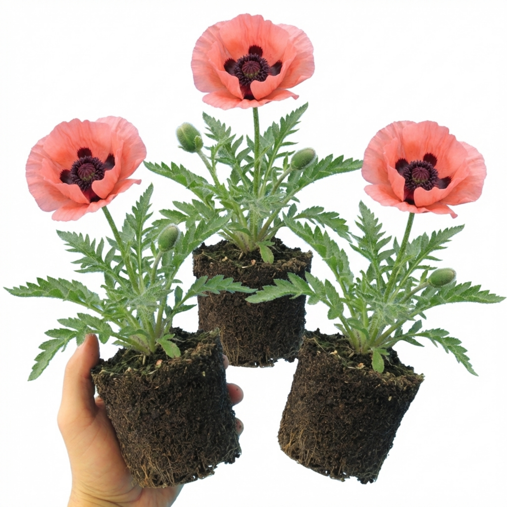 Papaver ‘Garden Gnome’ — Hardy Short-Lived Perennial, Bee-Friendly, 1L Pot (Set of 3 or 6)