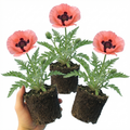 Papaver ‘Garden Gnome’ — Hardy Short-Lived Perennial, Bee-Friendly, 1L Pot (Set of 3 or 6)