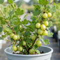Gooseberry 'Green' — Hardy Self-Fertile Fruit Bush, 5L Pot