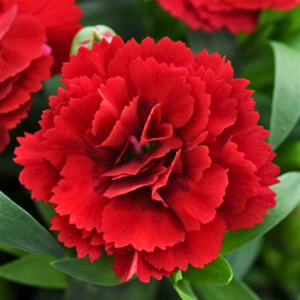 Dianthus ‘Oscar Dark Red’ — Hardy Perennial, 10.5cm Pot (Set of 3 or 6)