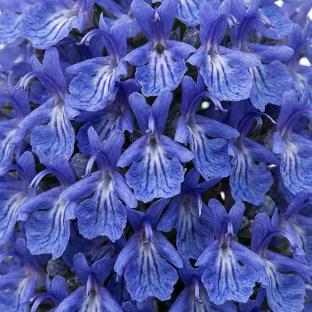 Salvia ‘Blue Winter’ — Hardy Evergreen Shrub / Perennial Herb, Bee-Friendly, 1L Pot (Set of 3 or 6)