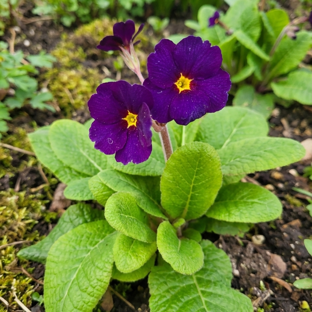 Polyanthus ‘Stella Pheasant Eye’ — Hardy Perennial, 1L Pot