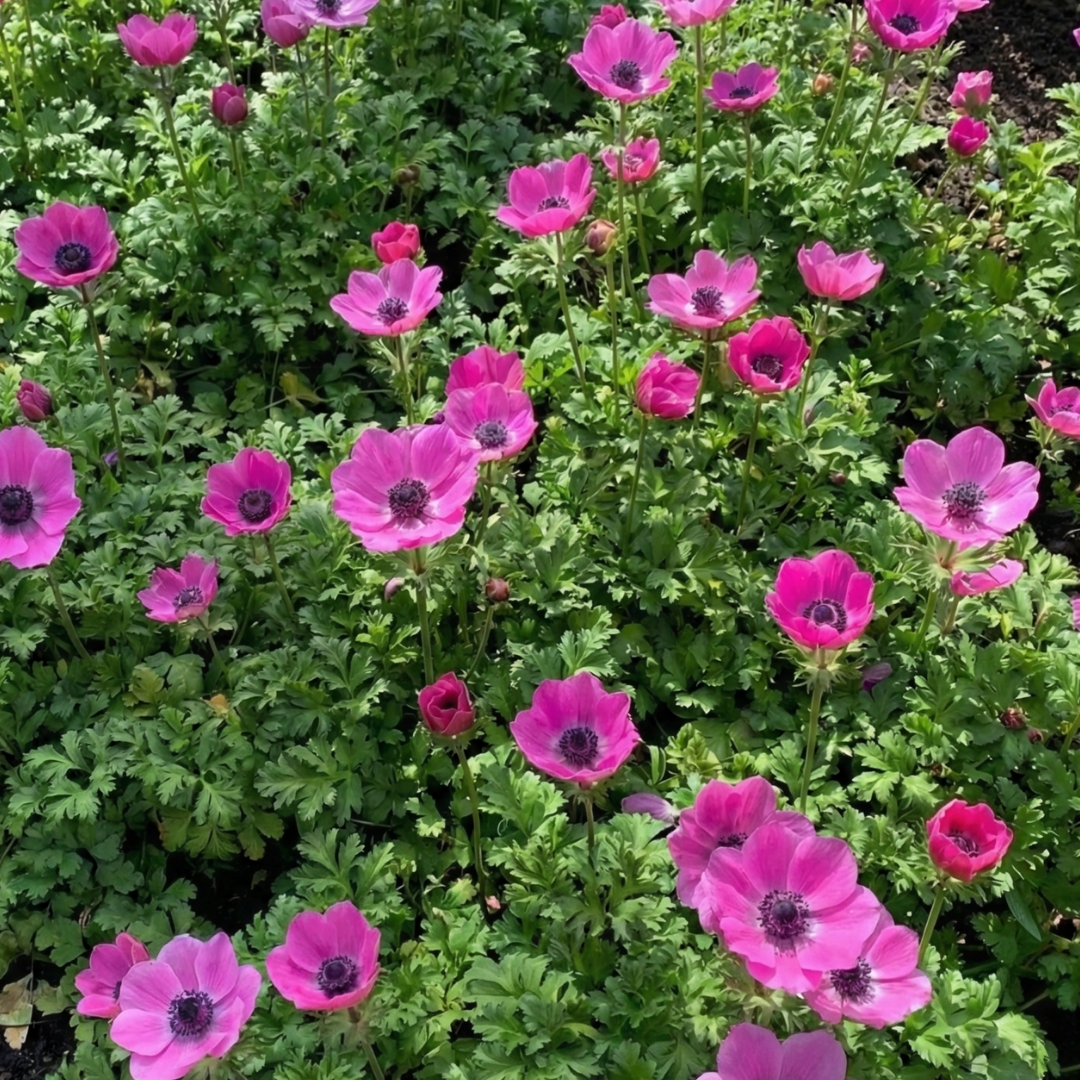 Anemone 'Harmony Orchid' — Hardy Perennial, 1L Pot (Set of 3 or 6)