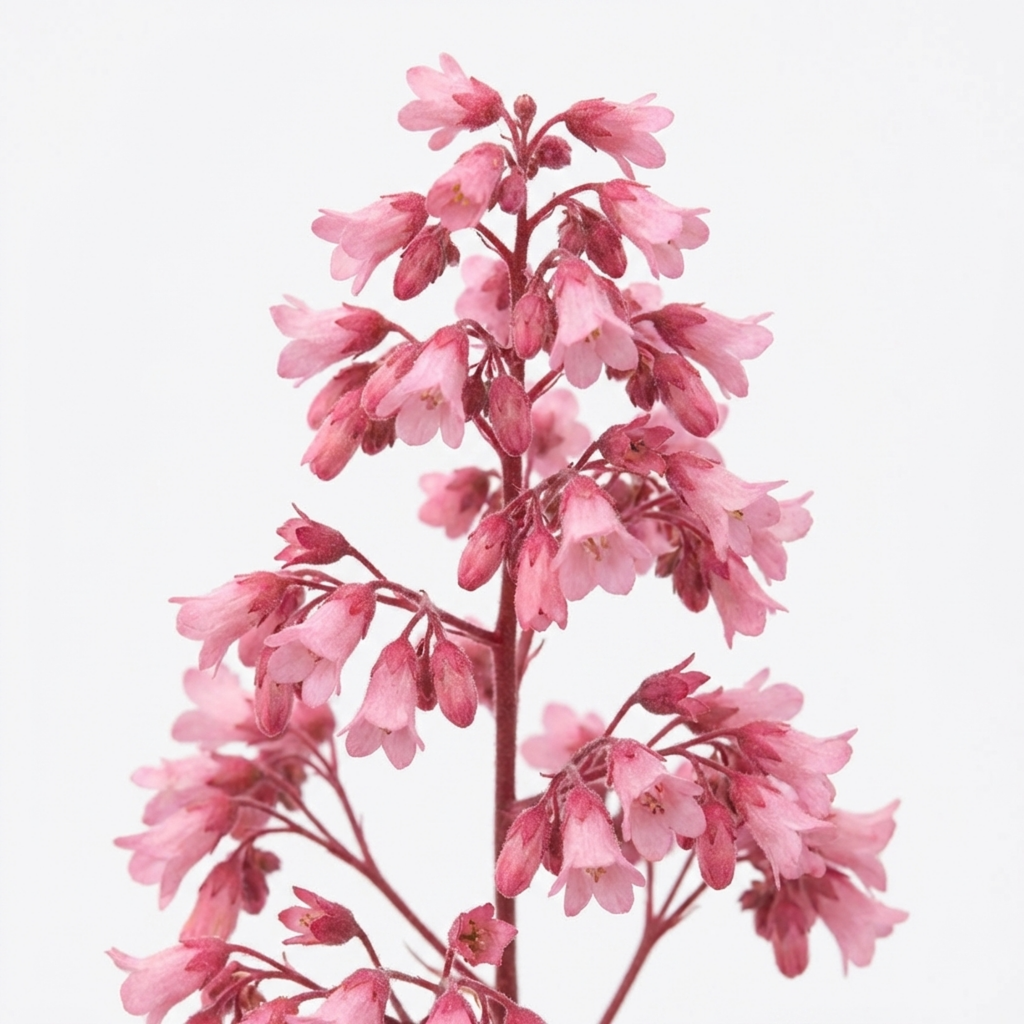 Heuchera ‘Pink Fizz’ — Hardy Evergreen Perennial, Bee-Friendly, 17cm Pot