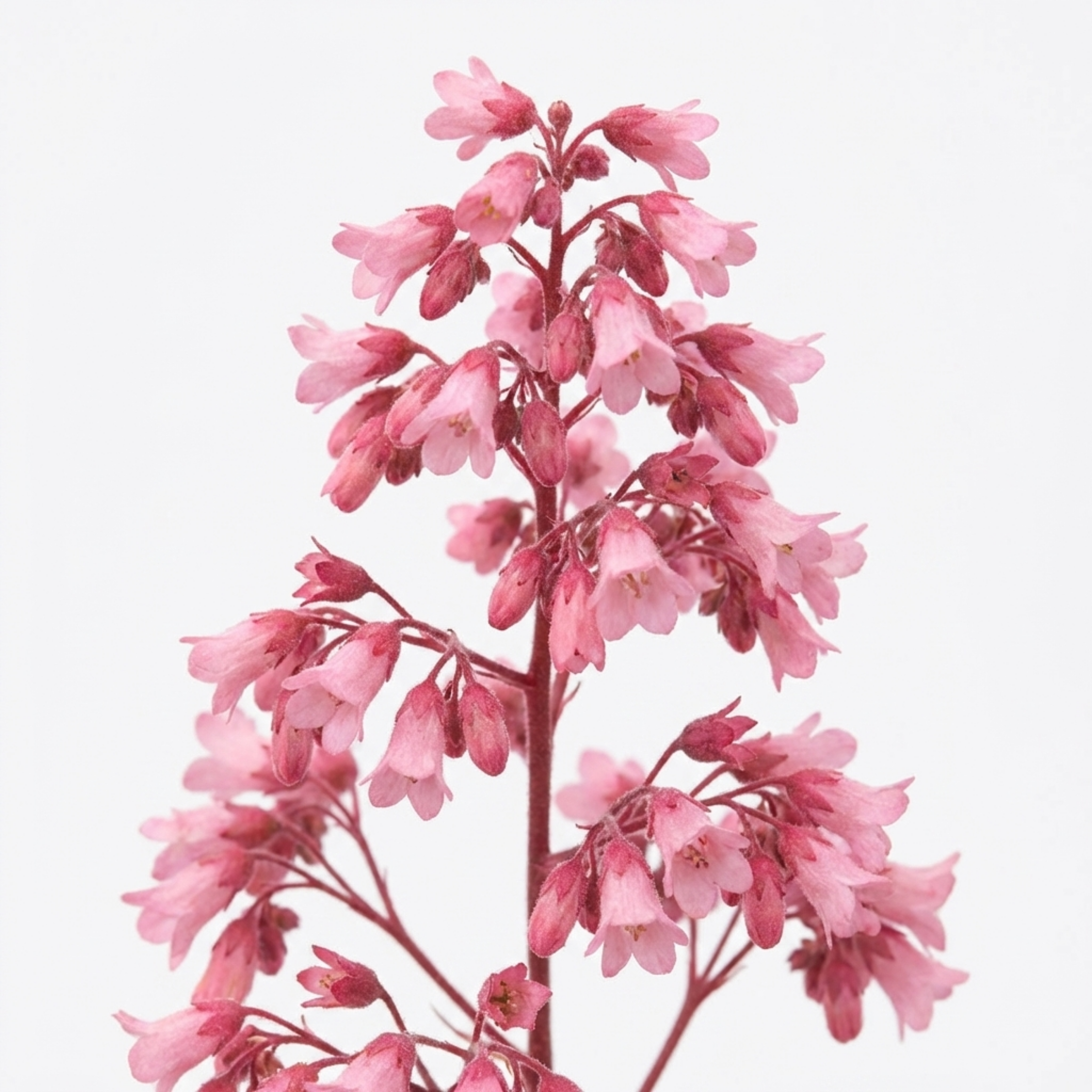 Heuchera ‘Pink Fizz’ — Hardy Evergreen Perennial, Bee-Friendly, 17cm Pot