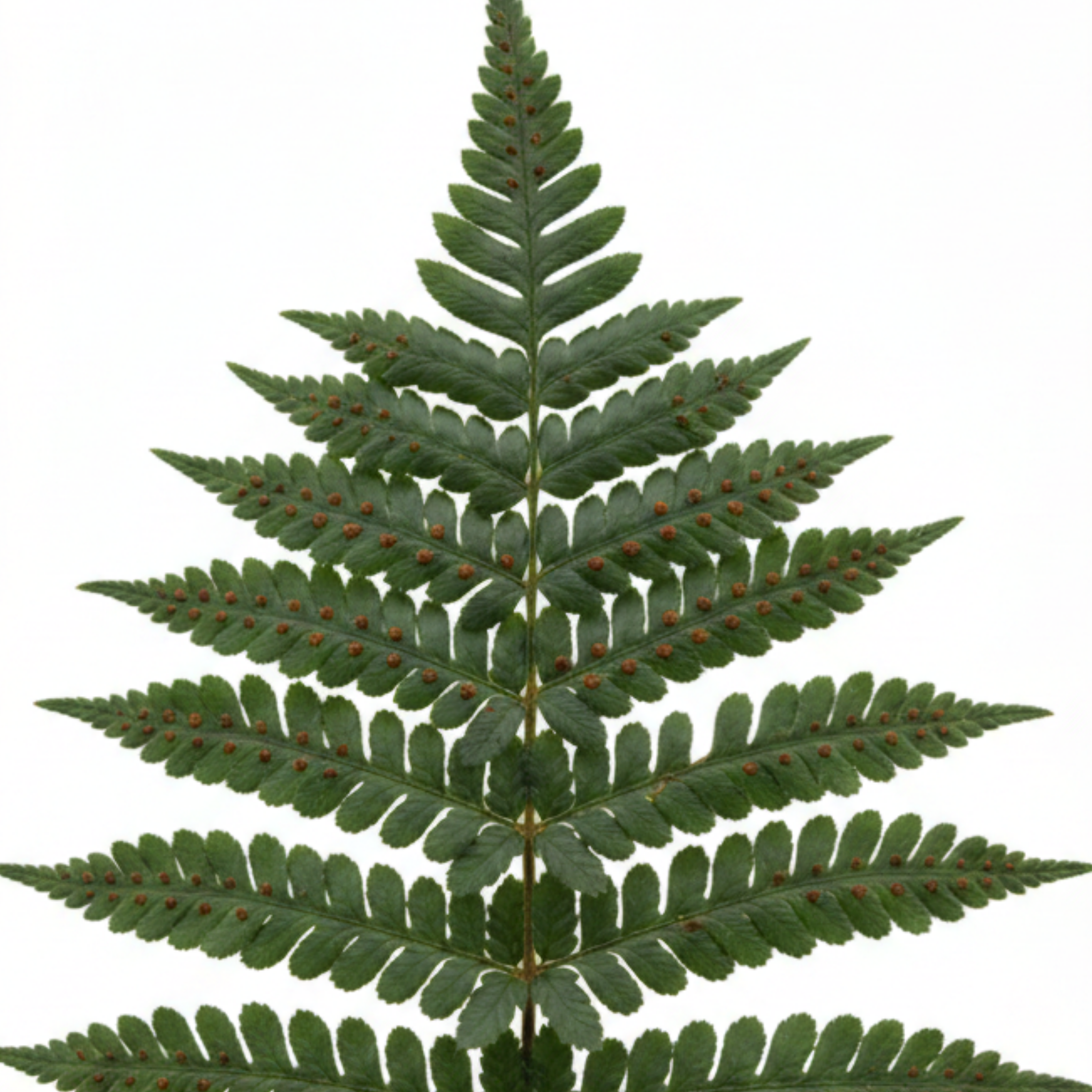 Evergreen ‘Polypodium Vulgare’ — Evergreen Fern, 11cm Pot (Set of 3 or 6)