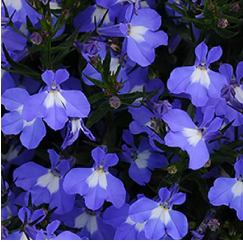 Lobelia 'Sweet Springs Dark Blue' — Half-Hardy Annual, 10.5cm Pot (Set of 3 or 6)