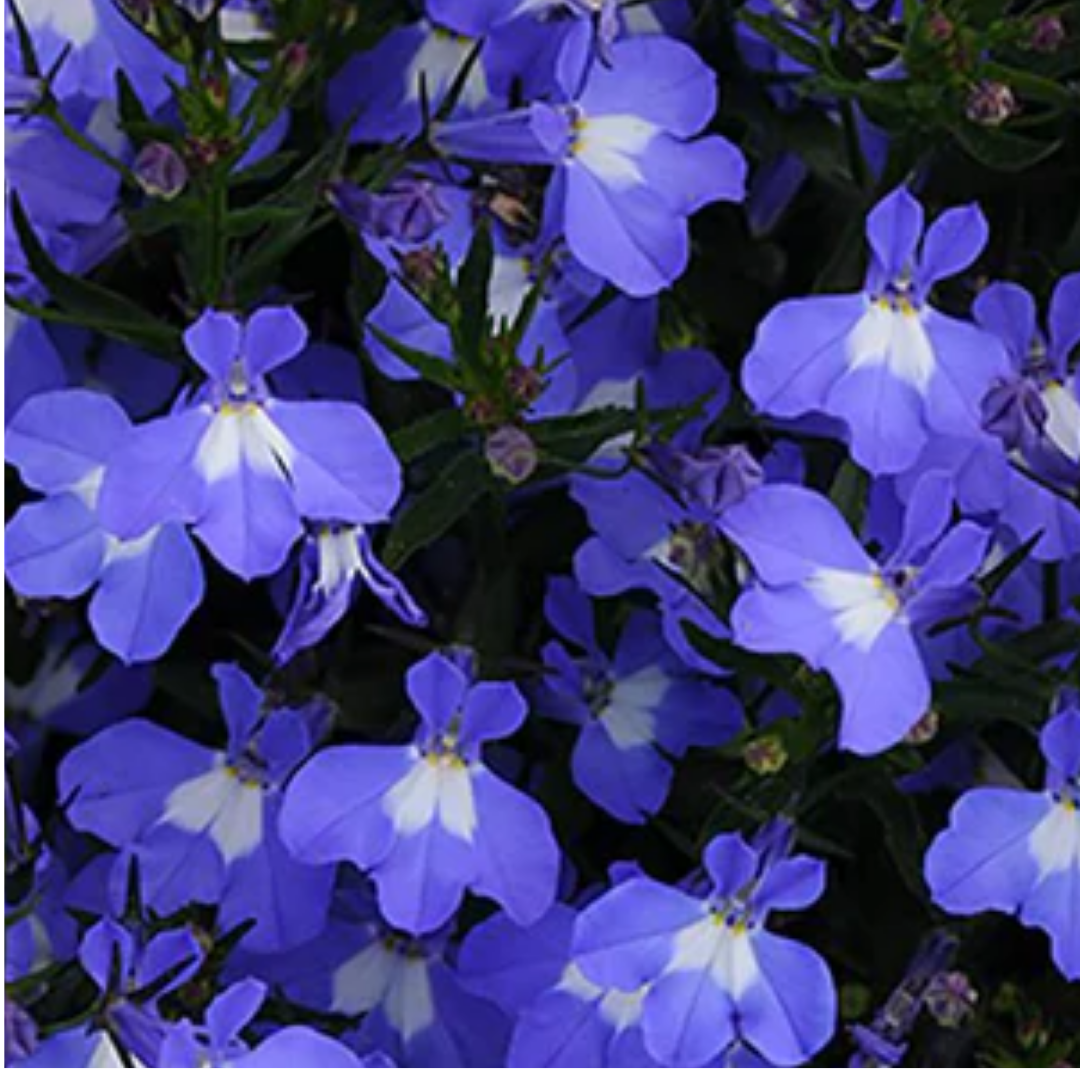 Lobelia 'Sweet Springs Dark Blue' — Half-Hardy Annual, 10.5cm Pot (Set of 3 or 6)