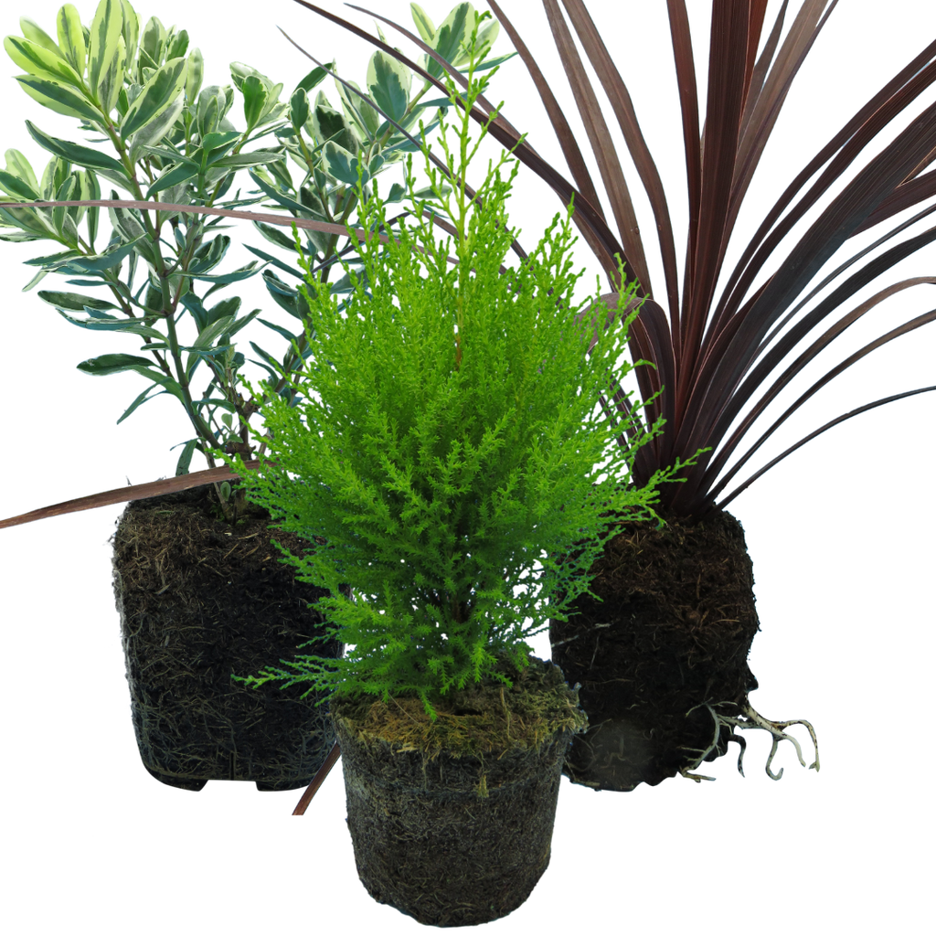 Container Middles Mix — Curated 3-Plant Set (Cupressus 'Wilma', Cordyline 'Red Star', Hebe 'Variegata'), 13cm Pots