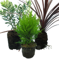 Container Middles Mix — Curated 3-Plant Set (Cupressus 'Wilma', Cordyline 'Red Star', Hebe 'Variegata'), 13cm Pots