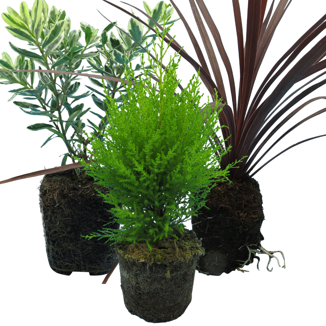 Container Middles Mix — Curated 3-Plant Set (Cupressus 'Wilma', Cordyline 'Red Star', Hebe 'Variegata'), 13cm Pots