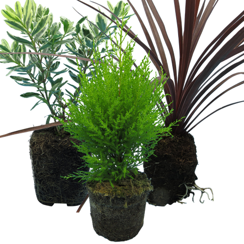 Container Middles Mix — Curated 3-Plant Set (Cupressus 'Wilma', Cordyline 'Red Star', Hebe 'Variegata'), 13cm Pots