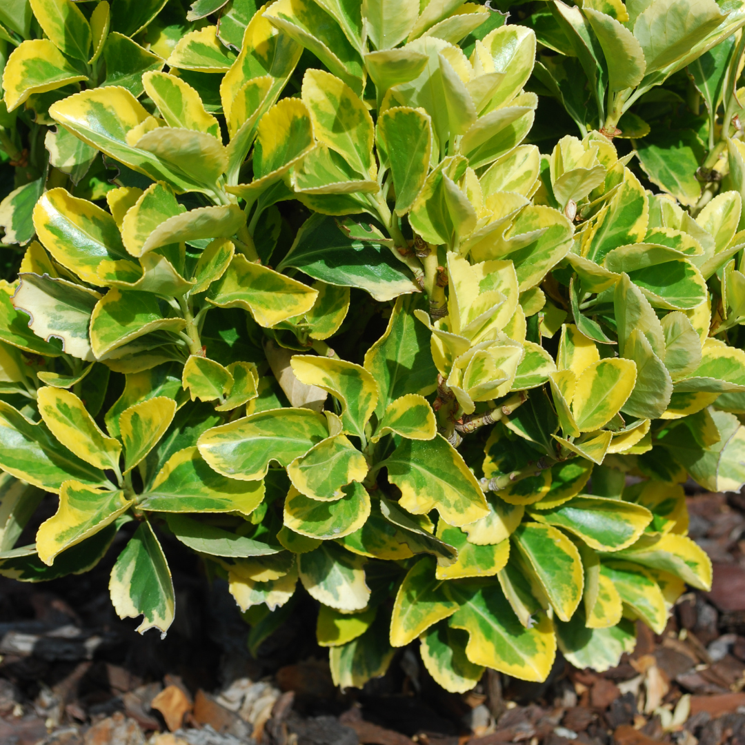 Euonymus ‘Ovatus Aureus’ — Hardy Shrub, 2L Pot