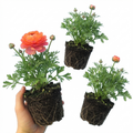 Ranunculus ‘Vortex Orange Pink’ — Tuberous Perennial, Bee-Friendly, 1L Pot (Set of 3 or 6)