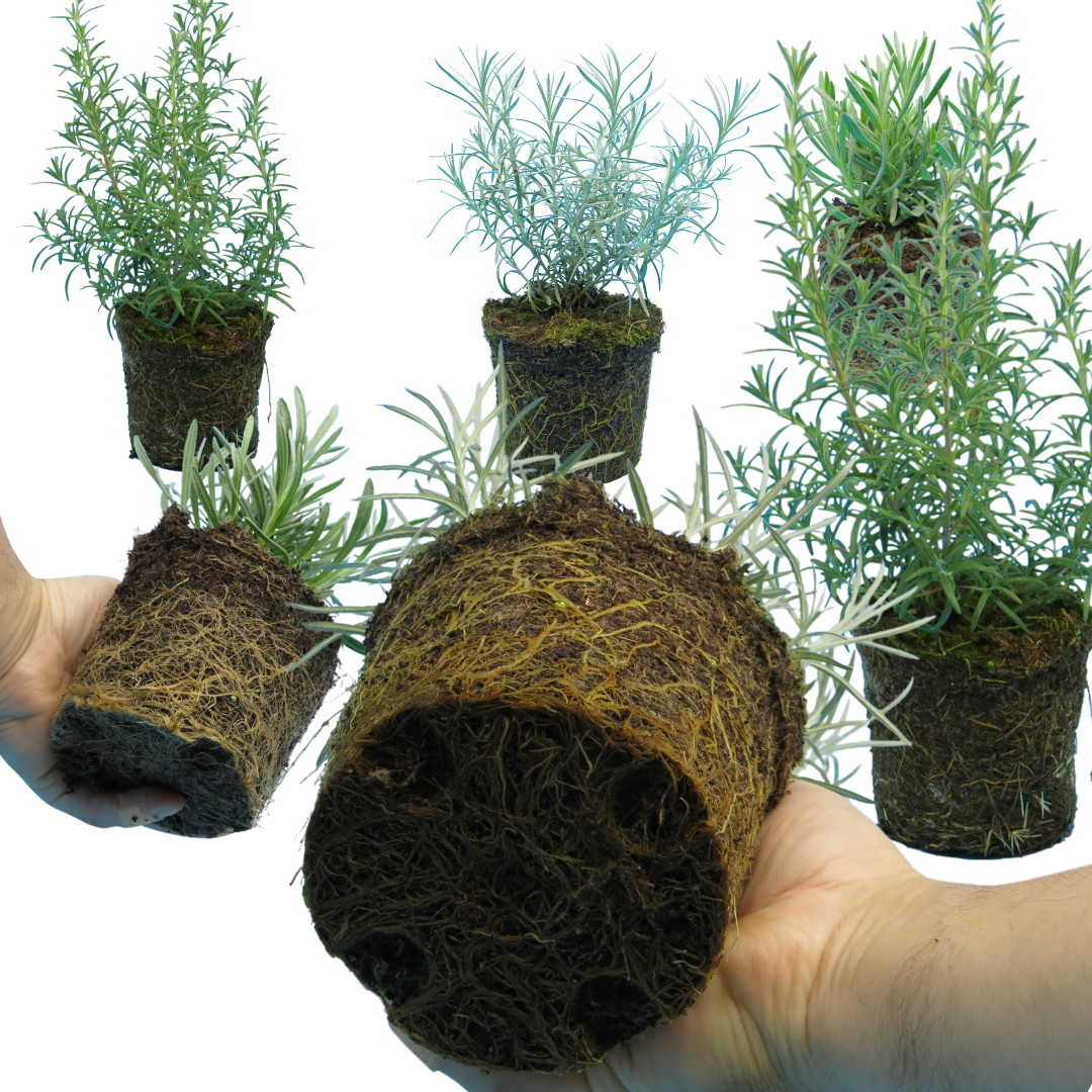 Aromatic Herb Collection — Curated 3-Plant Set (Lavender, Helichrysum, Rosemary), 13cm Pots
