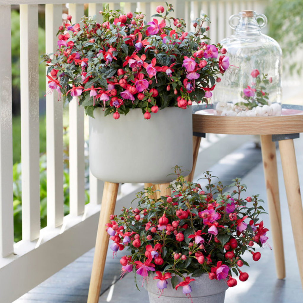 Fuchsia ‘Susanna’ — Patio Fuchsia (semi-tender perennial), Bee-Friendly, 10.5cm Pot (Set of 3 or 6)