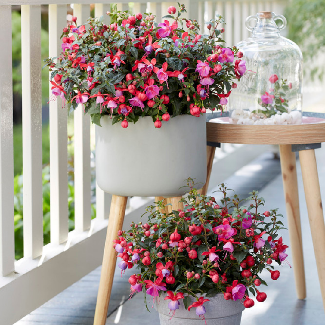 Fuchsia ‘Susanna’ — Patio Fuchsia (semi-tender perennial), Bee-Friendly, 10.5cm Pot (Set of 3 or 6)