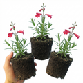 Penstemon ‘Red’ — Semi-evergreen Herbaceous Perennial, Bee-Friendly, 1L Pot (Set of 3 or 6)