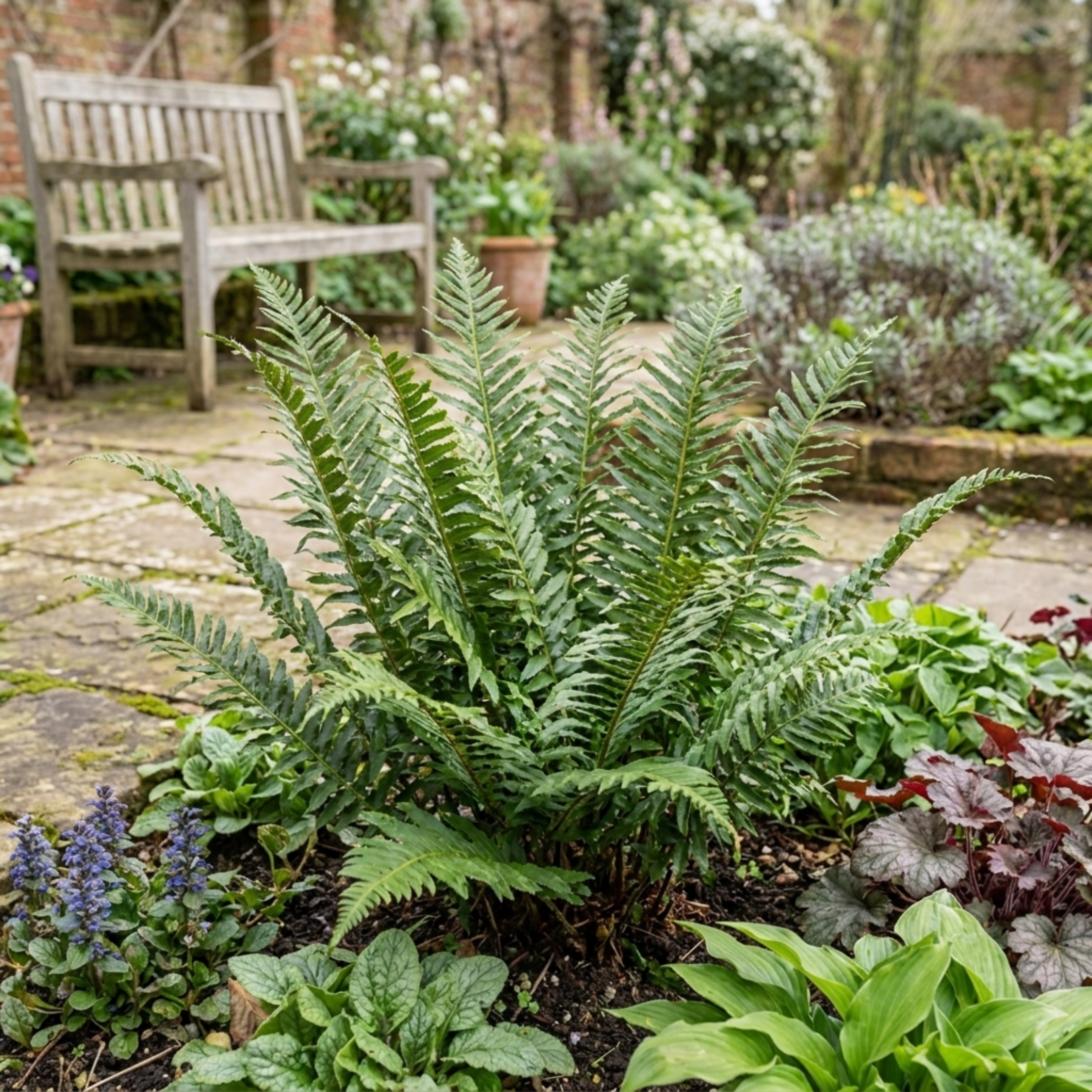 Polystichum braunii — Braun's Holly Fern, Hardy Evergreen, 1L Pot (Set of 6)