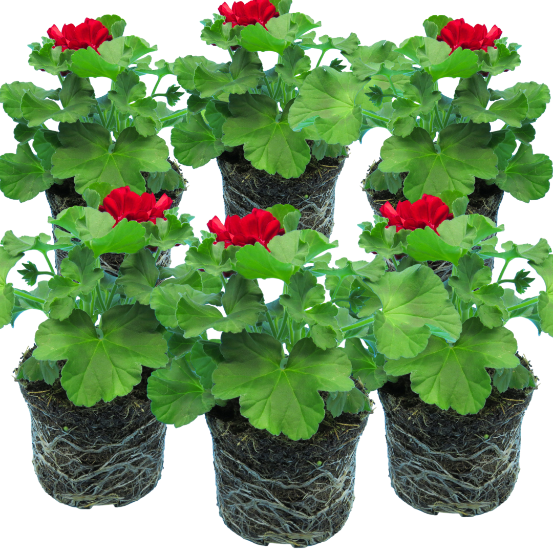 Pelargonium ‘Calliope Dark Red’ — Tender Perennial (grown as bedding), Bee-Friendly, 1L Pot