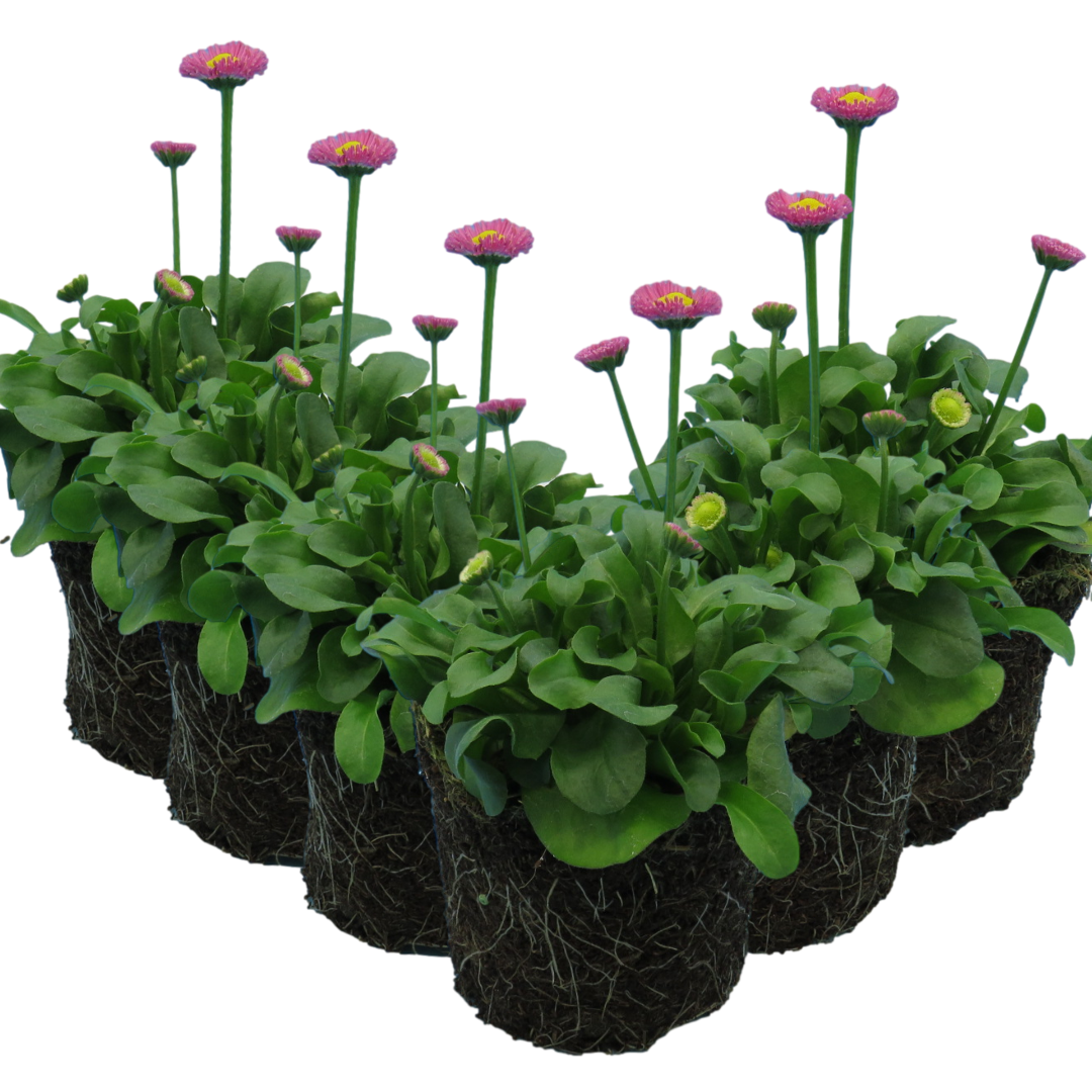 Bellis ‘Rose’ — Hardy Perennial, Bee-Friendly, 10.5cm Pot