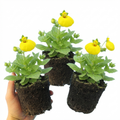 Calceolaria ‘Yellow’ — Hardy Perennial, 1L Pot (Set of 3 or 6)