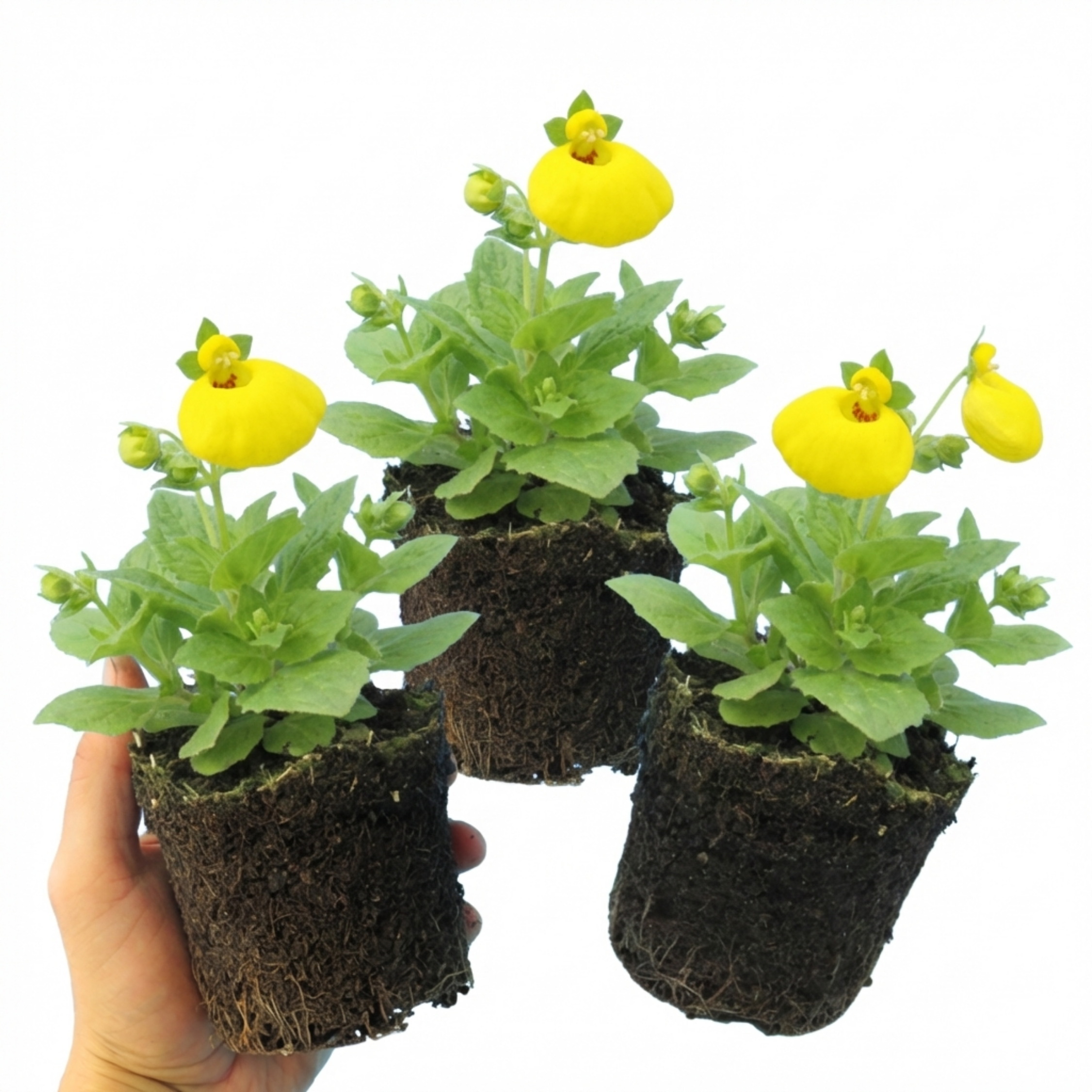 Calceolaria ‘Yellow’ — Hardy Perennial, 1L Pot (Set of 3 or 6)