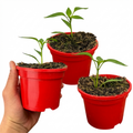 Chilli 'Jalapeño' — Edible Annual, 10.5cm Pot (Set of 3 or 6)