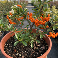 Pyracantha ‘Saphyr Orange Firethorn’ — Evergreen Shrub, Bee-Friendly, 2L Pot