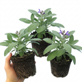 Salvia ‘Berggarten’ — Hardy Evergreen Perennial Subshrub, Bee-Friendly, 1L Pot (Set of 3 or 6)