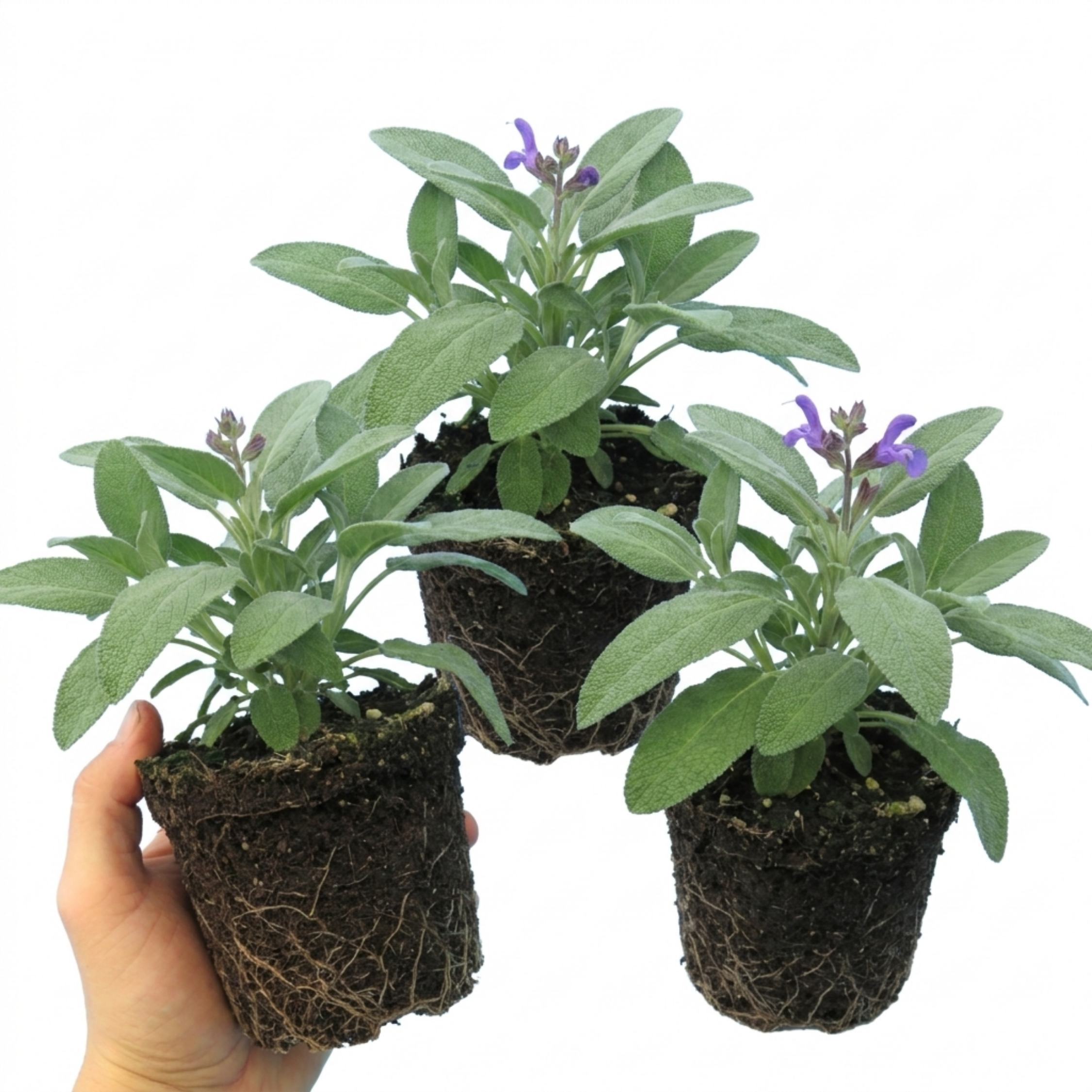 Salvia ‘Berggarten’ — Hardy Evergreen Perennial Subshrub, Bee-Friendly, 1L Pot (Set of 3 or 6)