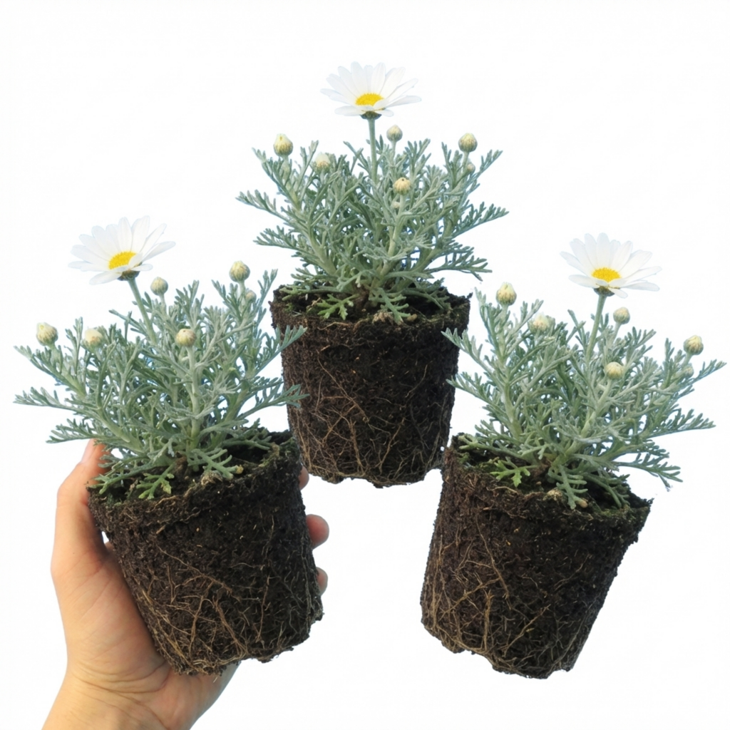 Rhodanthemum ‘Casablanca’ — Hardy Evergreen Perennial, Bee-Friendly, 1L Pot (Set of 3 or 6)