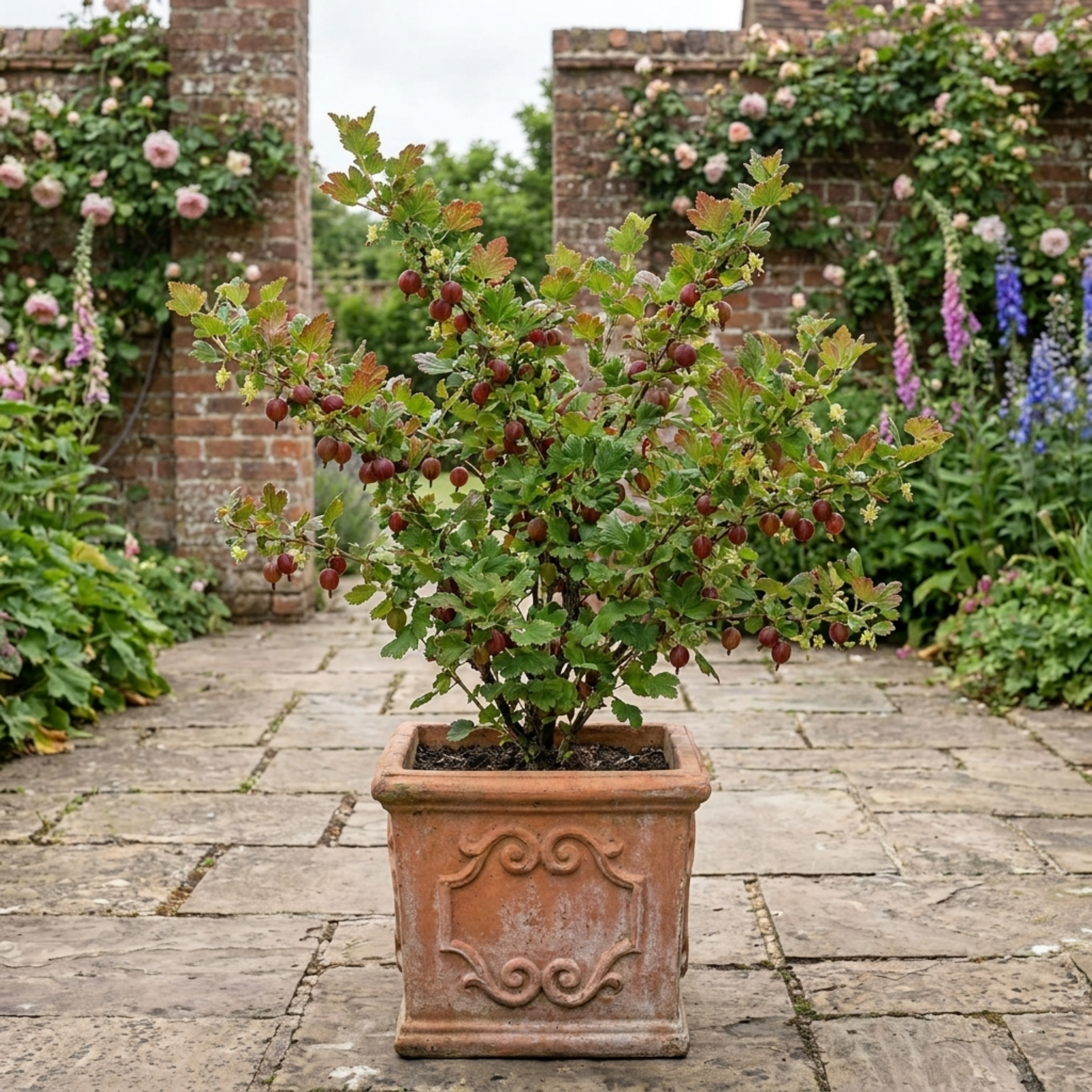 Gooseberry ‘Murcurines’ — Hardy Deciduous Fruit Bush, Bee-Friendly, 17cm Pot