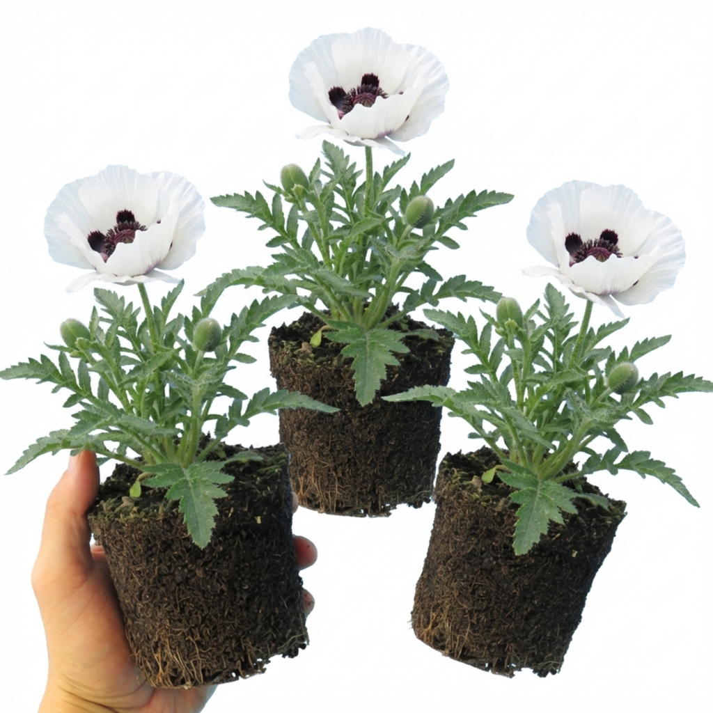 Papaver ‘Orientale Royal Wedding Poppy’ — Hardy Perennial, Bee-Friendly, 1L Pot (Set of 3 or 6)