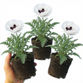 Papaver ‘Orientale Royal Wedding Poppy’ — Hardy Perennial, Bee-Friendly, 1L Pot (Set of 3 or 6)