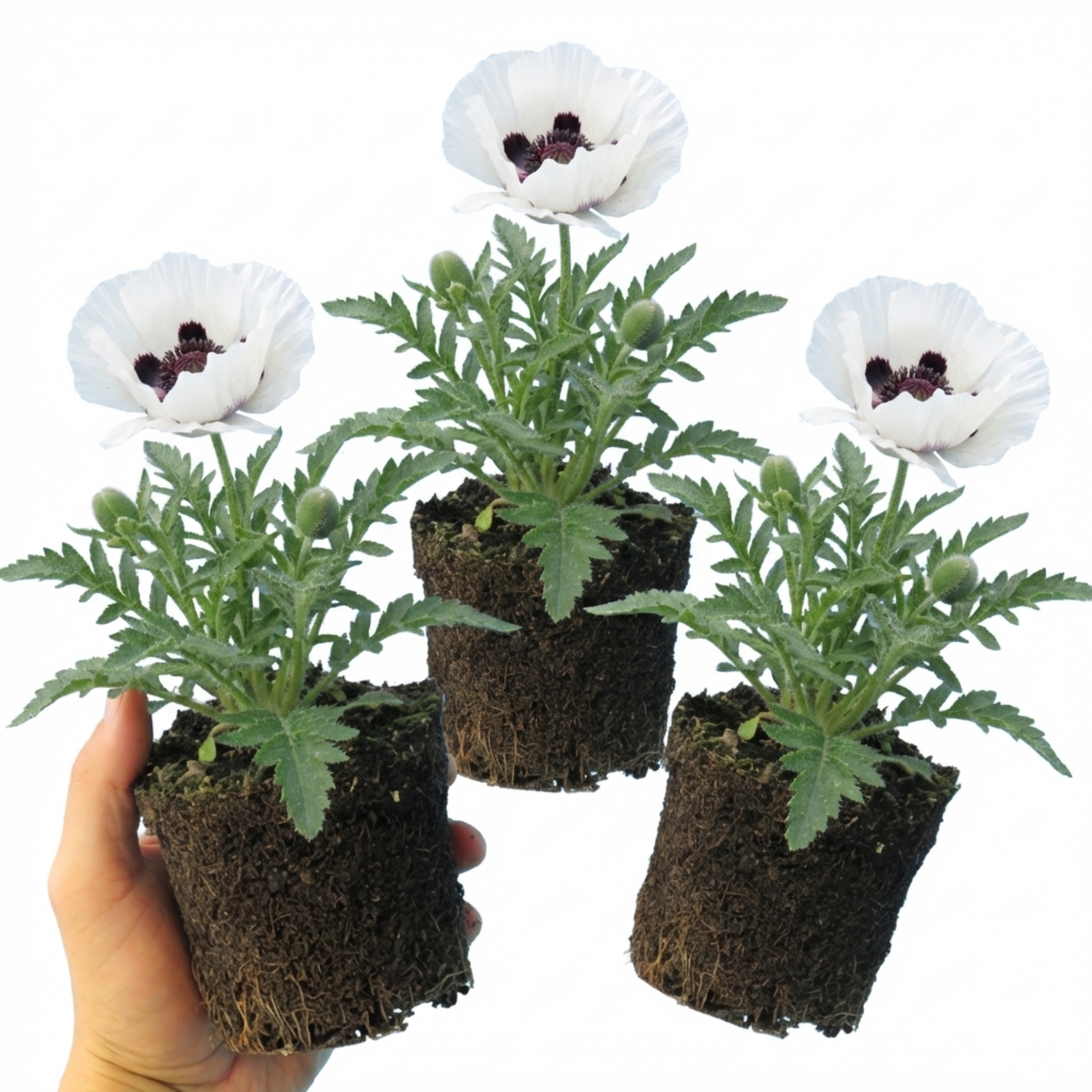 Papaver ‘Orientale Royal Wedding Poppy’ — Hardy Perennial, Bee-Friendly, 1L Pot (Set of 3 or 6)