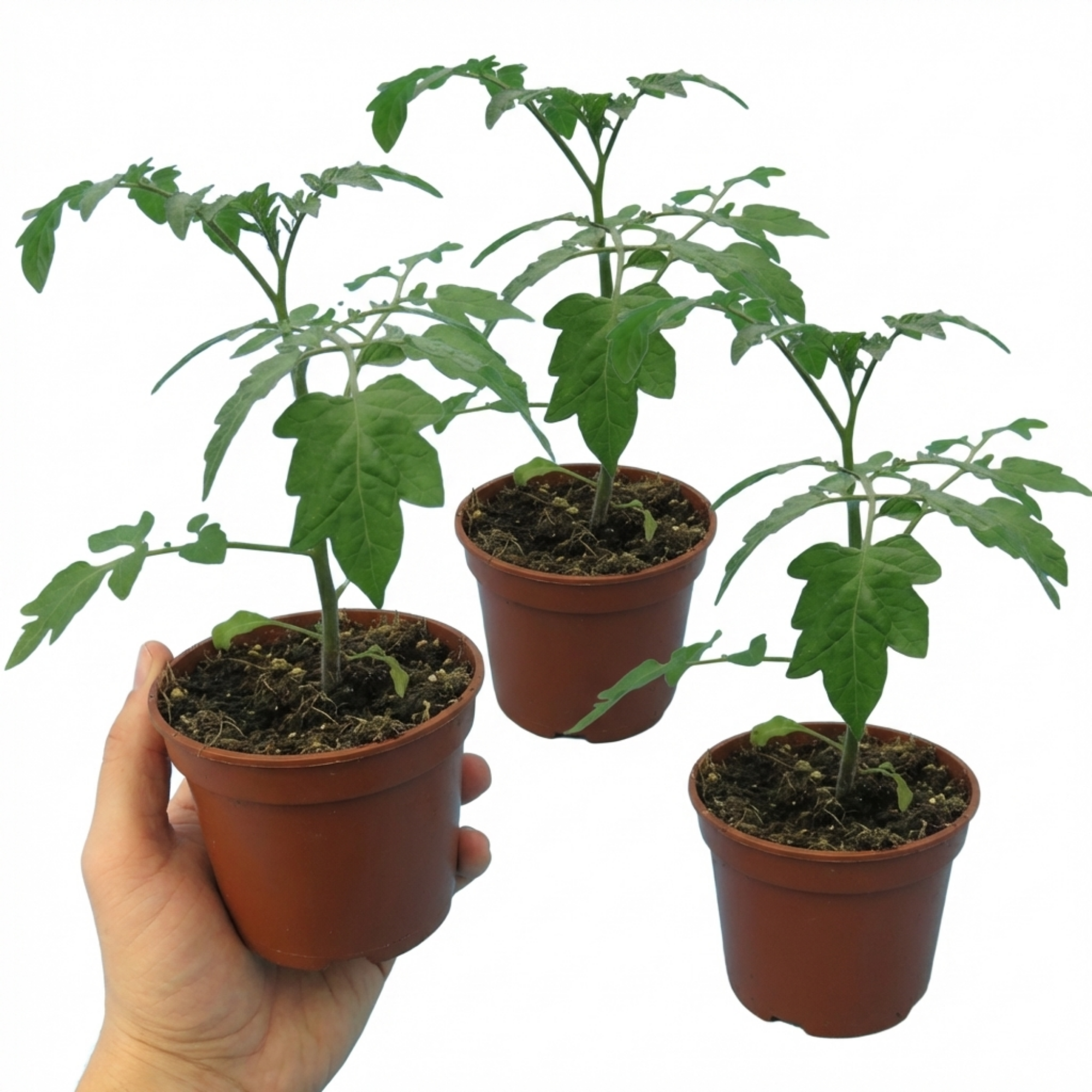 Tomato ‘Lizzano’ — Fruit Plant / Tender Annual, 10.5cm Pot (Set of 3 or 6)