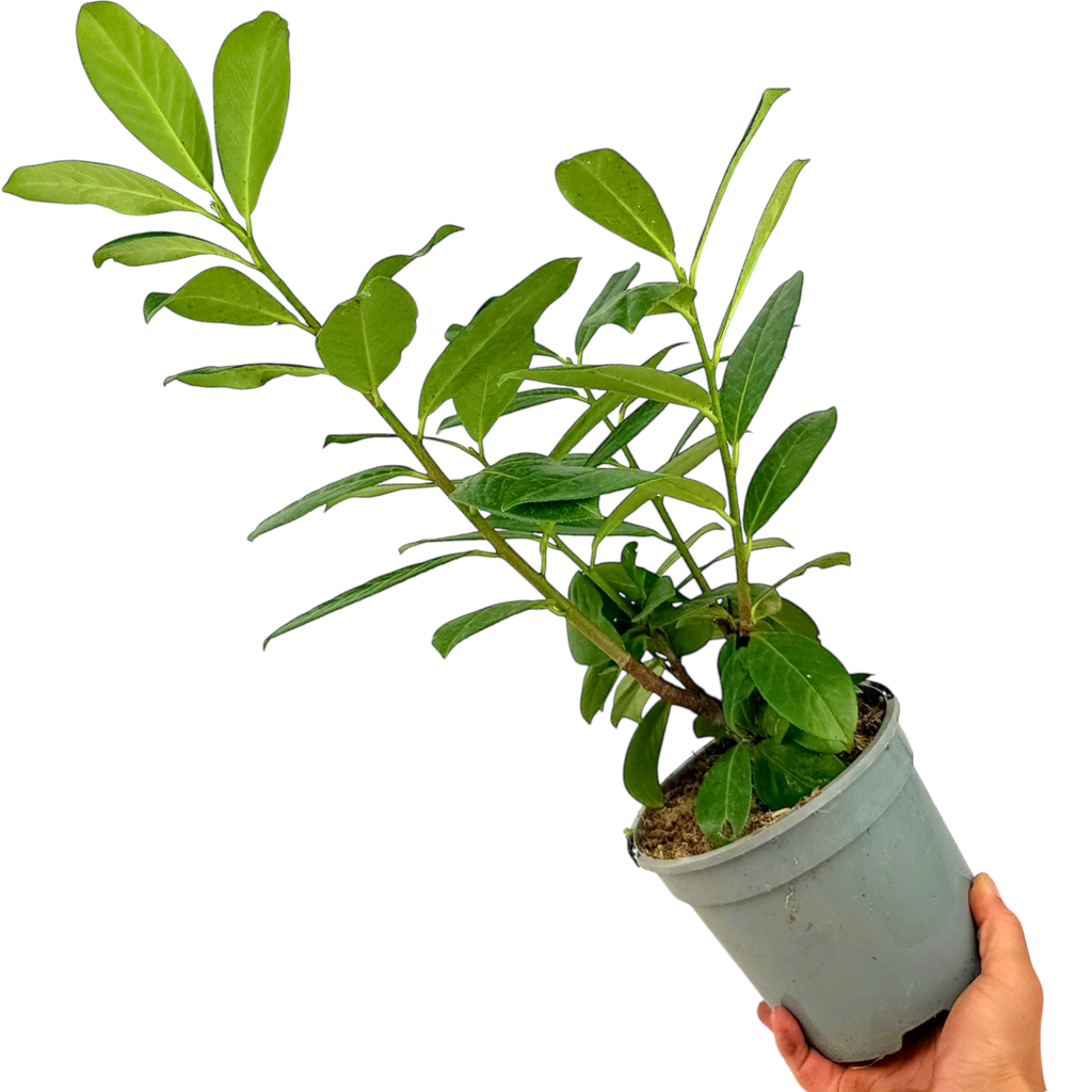 Prunus ‘Novita’ — Garden Tree, 2L Pot