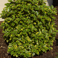 Elaeagnus ‘Viveleg’ — Hardy Perennial, 3L Pot