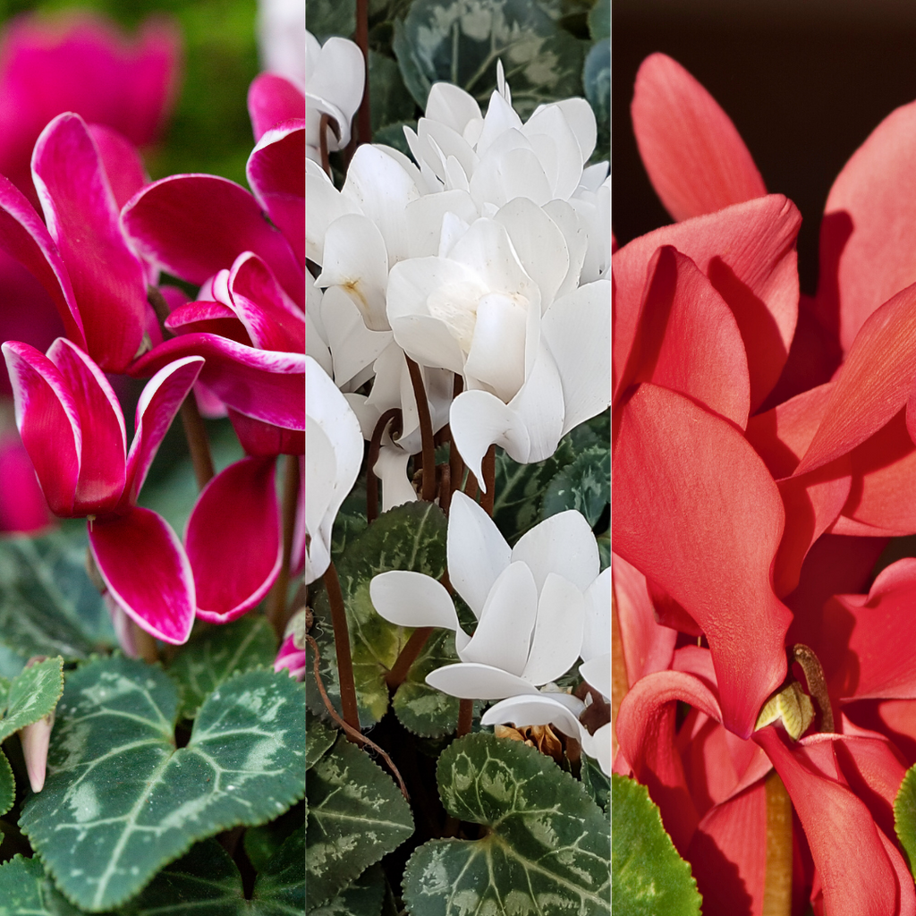 Cyclamen ‘Flame Growers Selection’ — Hardy Perennial, 1L Pot