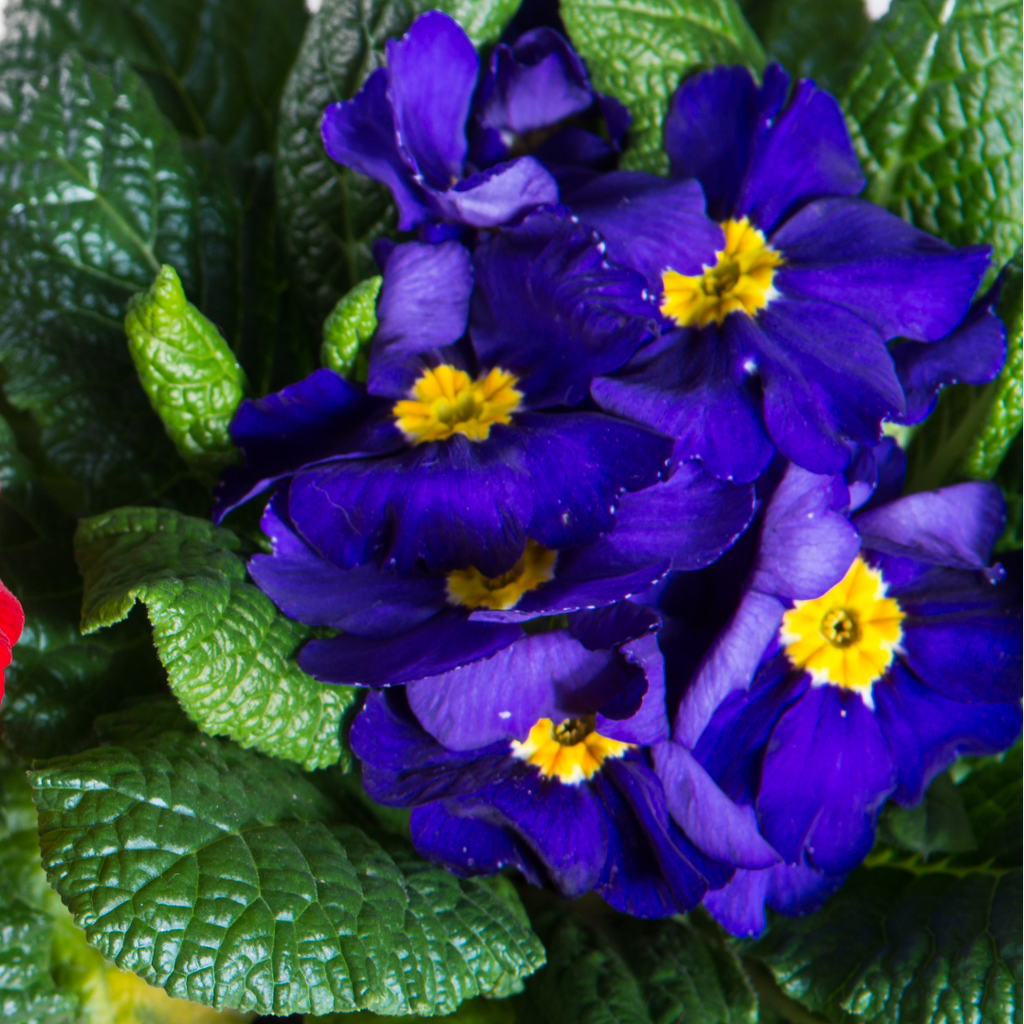 Polyanthus ‘Blue’ — Hardy Perennial, Bee-Friendly, 10.5cm Pot