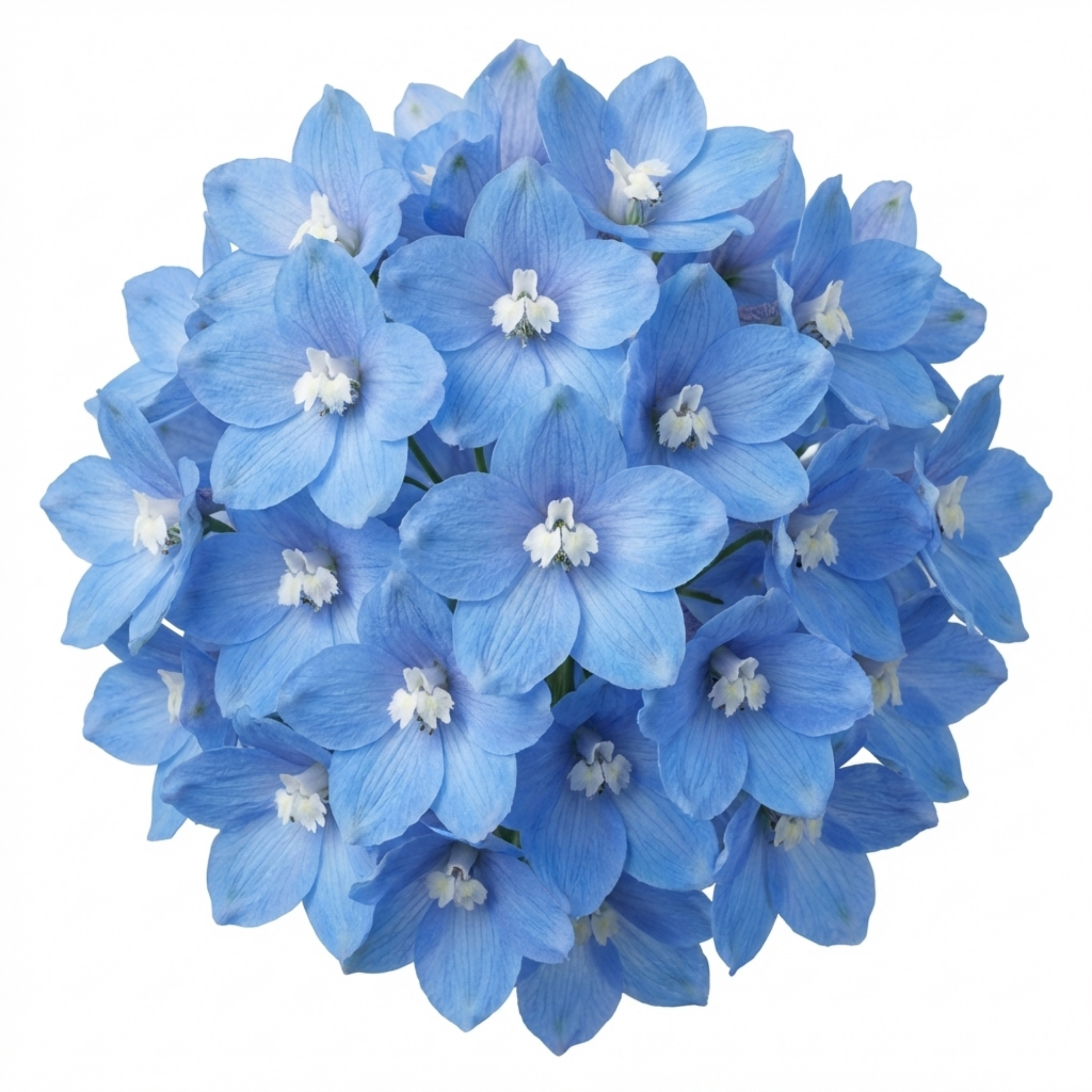 Delphinium ‘Pacific Giants Blue Bird’ — Hardy Perennial, Bee-Friendly, 1L Pot (Set of 3 or 6)