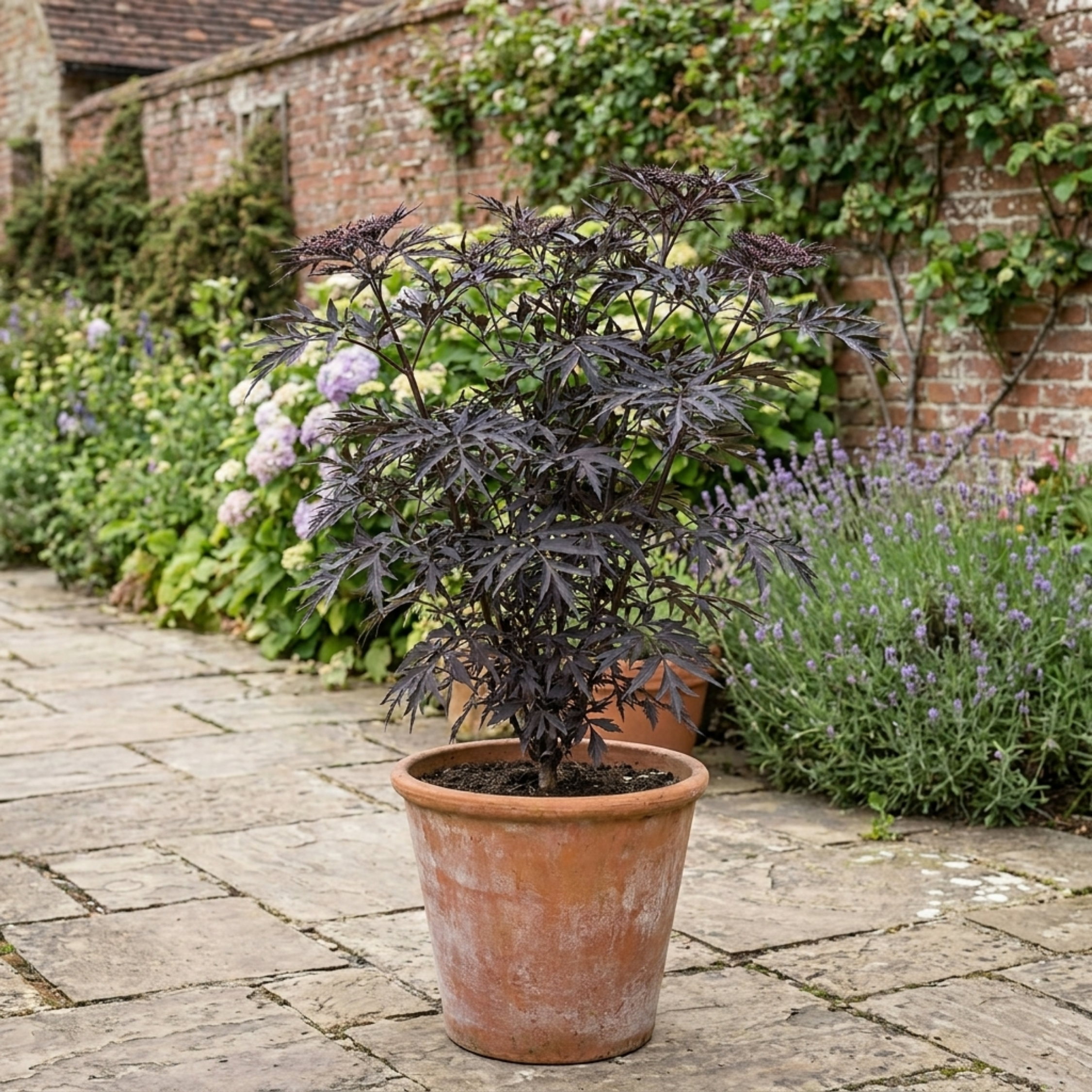 Sambucus ‘Nigra Black Lace Elderberry’ — Deciduous Shrub, Bee-Friendly, 3L Pot