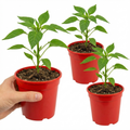 Chilli 'Hungarian Hot Wax' — Edible Annual, 10.5cm Pot (Set of 3 or 6)