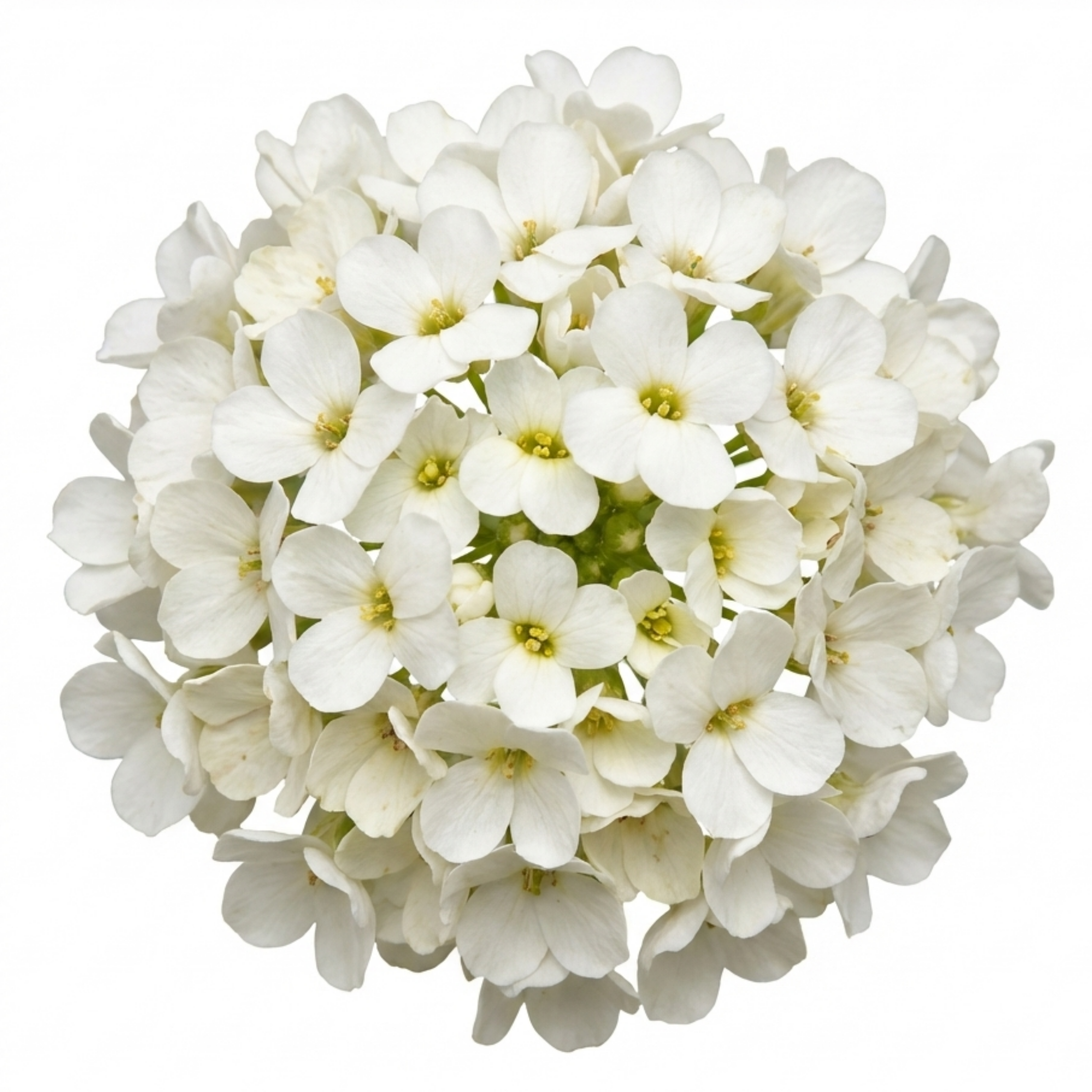 Arabis ‘Aubris White’ — Evergreen Alpine Perennial, 1L Pot (Set of 3 or 6)