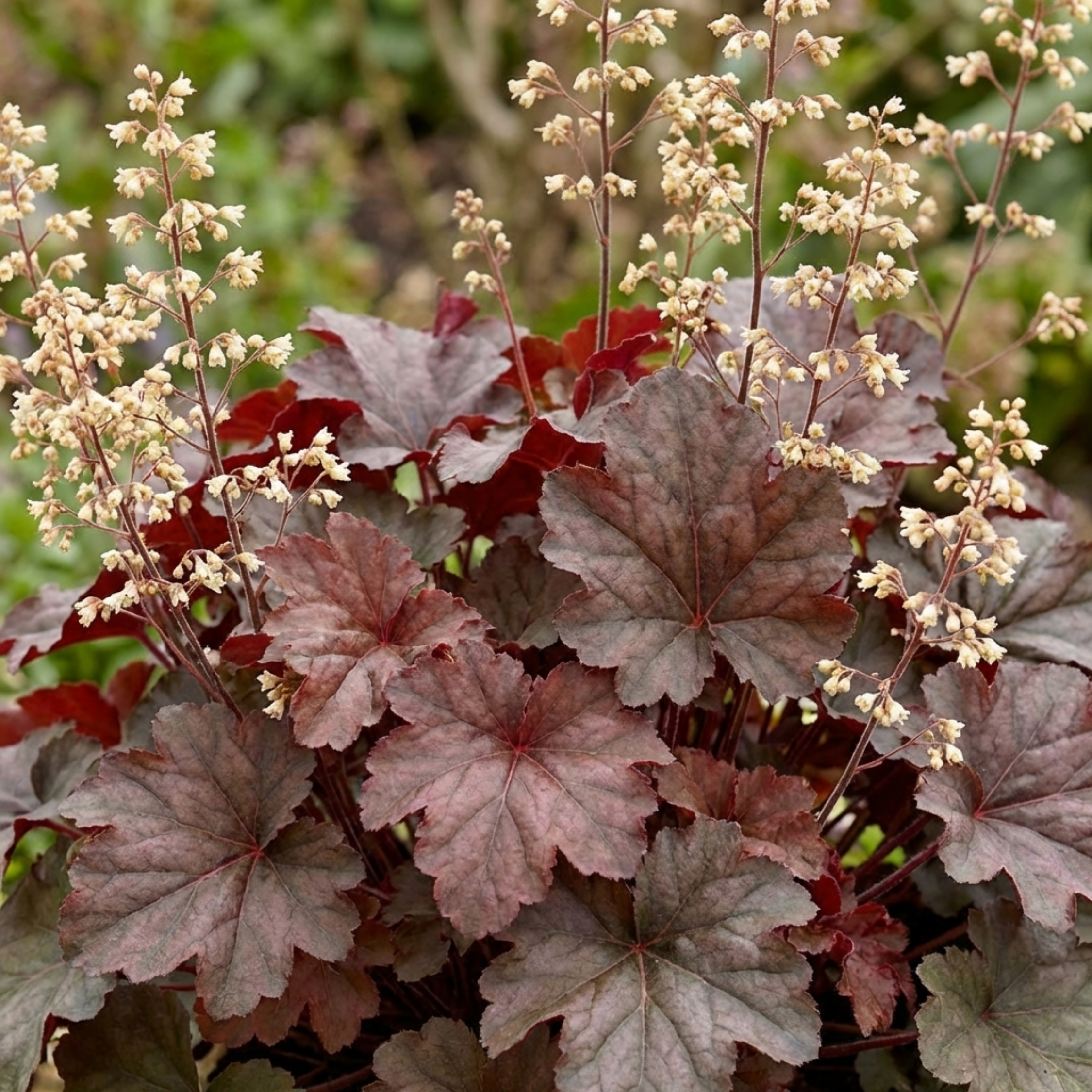 Heuchera ‘Palace Purple’ — Hardy Evergreen Perennial, Bee-Friendly, 1L Pot (Set of 3 or 6)