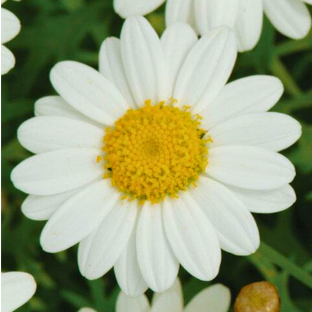 Argyranthemum ‘Madeira White’ — Hardy Perennial, 10.5cm Pot (Set of 3 or 6)
